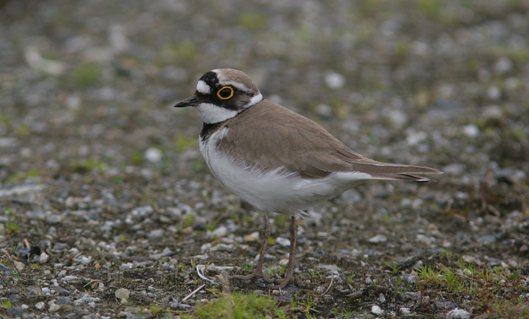 Charadrius dubius