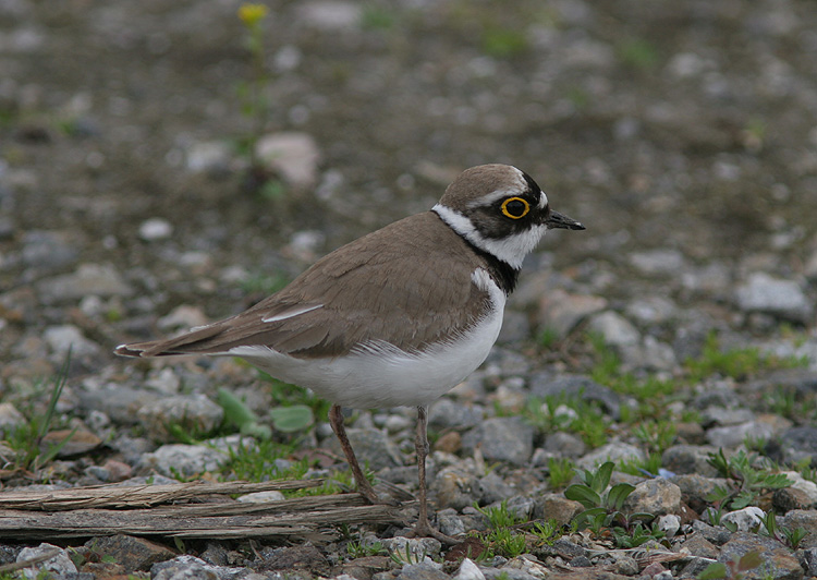 Charadrius dubius