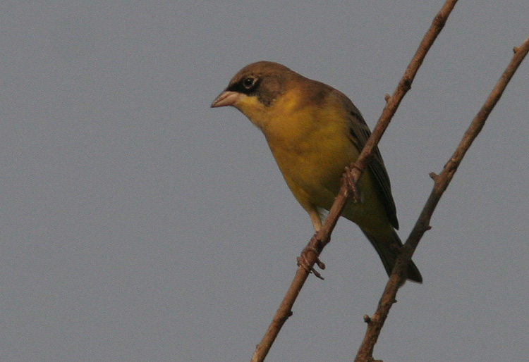 Emberiza melanocephala