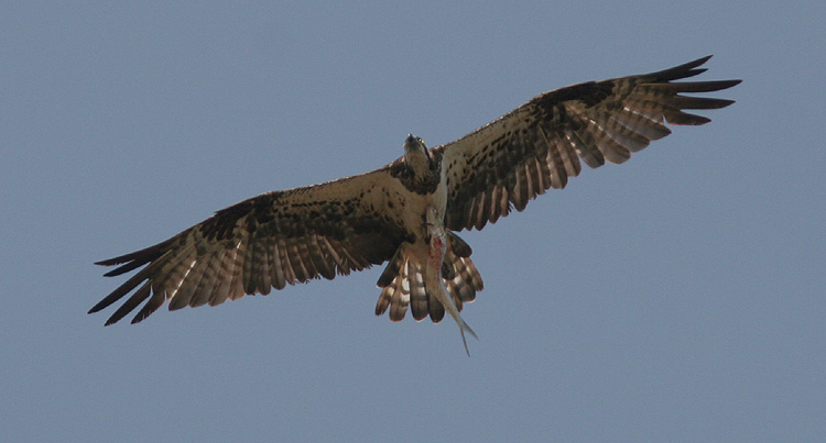 Pandion haliaetus