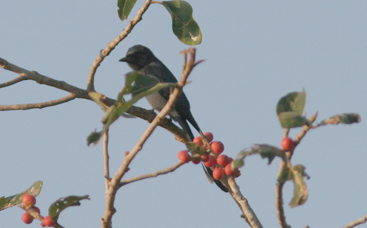 Dicrurus leucophaeus