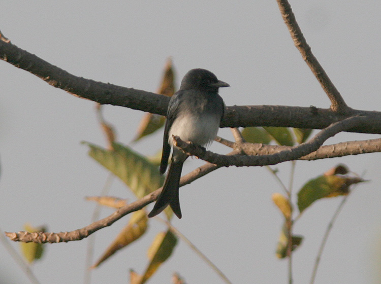 Dicrurus caerulescens