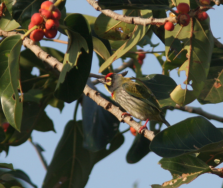 Megalaima haemacephala