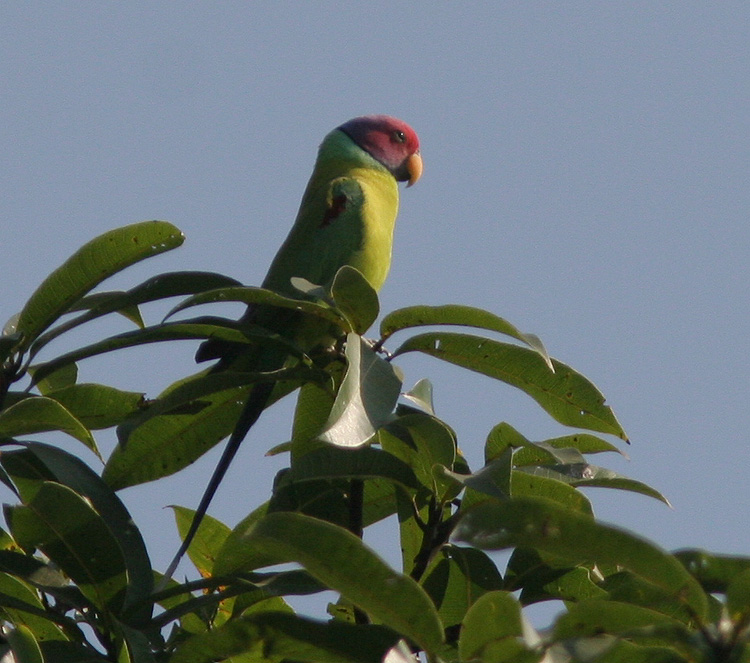 Psittacula cyanocephala 