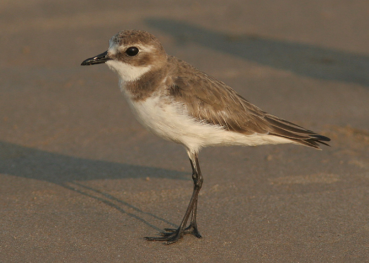 Charadrius mongolus