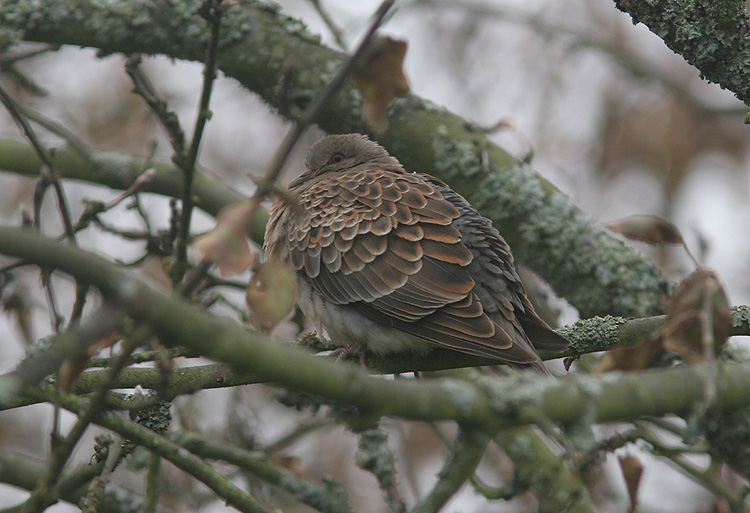 Streptopelia orientalis