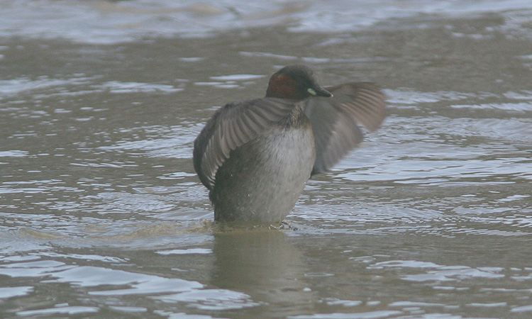 Tachybaptus ruficollis