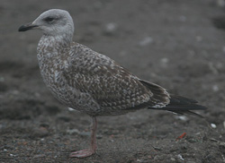 Larus argentatus