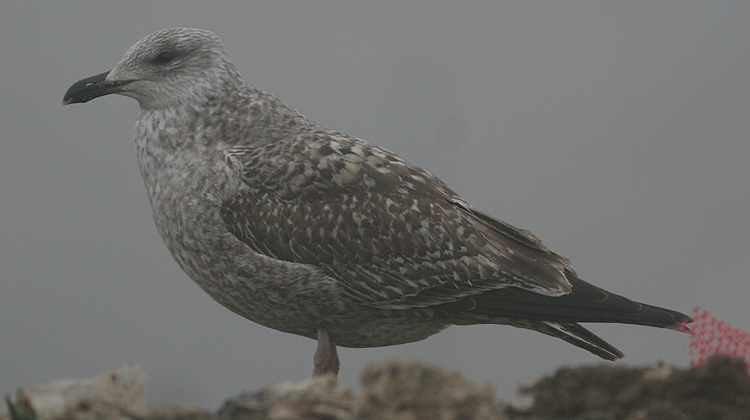 Larus argentatus