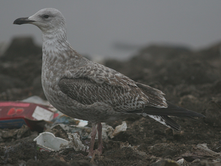 Larus argentatus