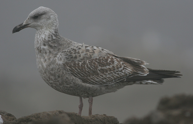 Larus argentatus
