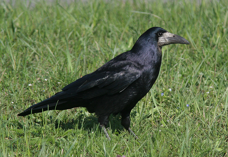 Corvus frugilegus