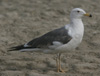 Larus f. heuglini