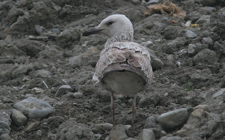 Larus cachinnans