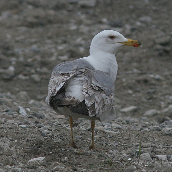 Larus michahellis