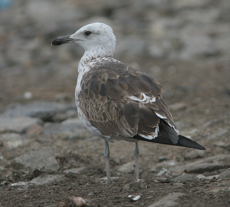 Larus fuscus