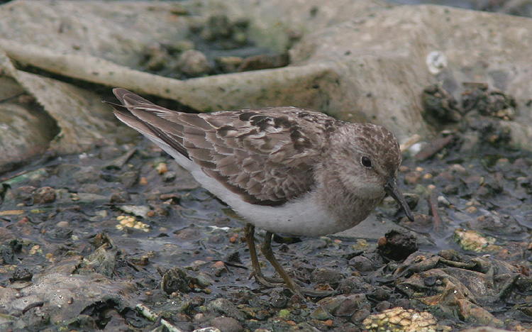 Calidris temminckii