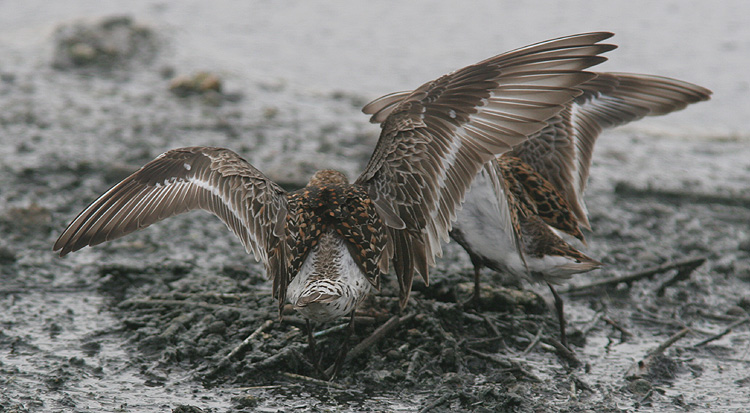 Calidris ferruginea