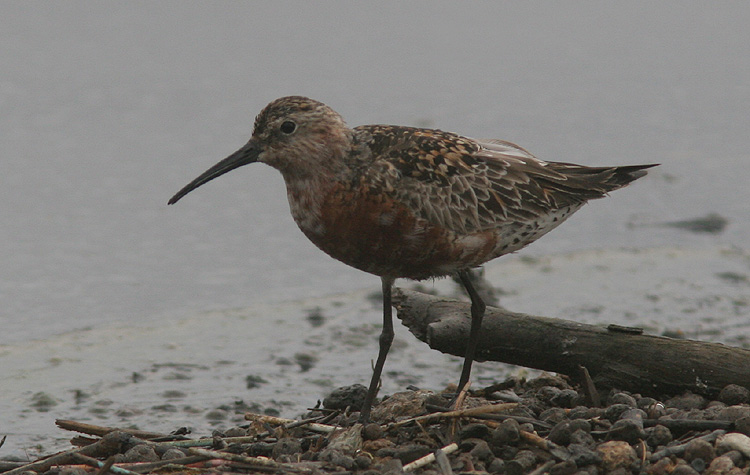 Calidris ferruginea