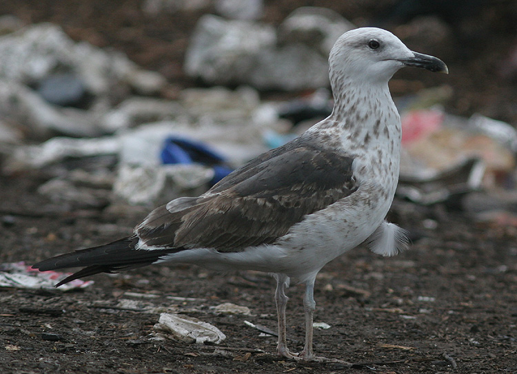 Larus fuscus