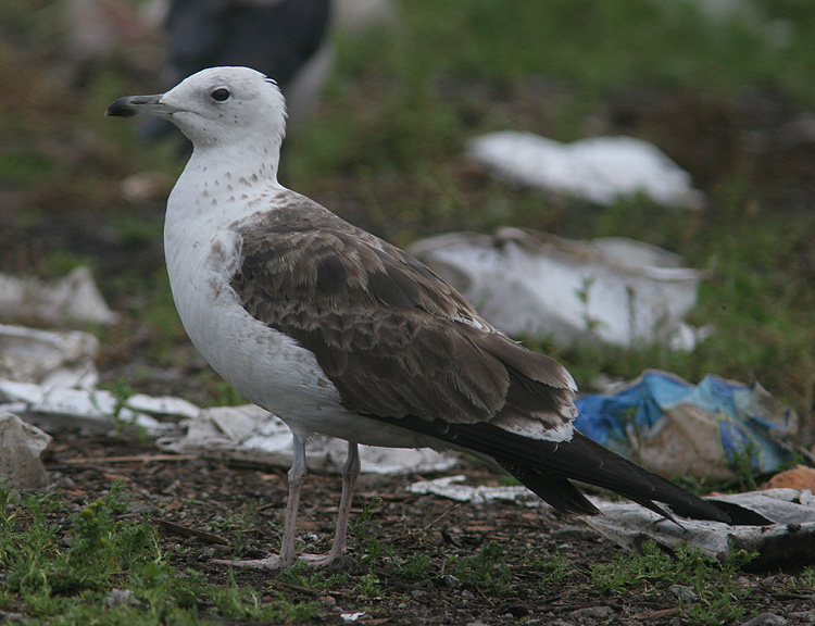 Larus fuscus