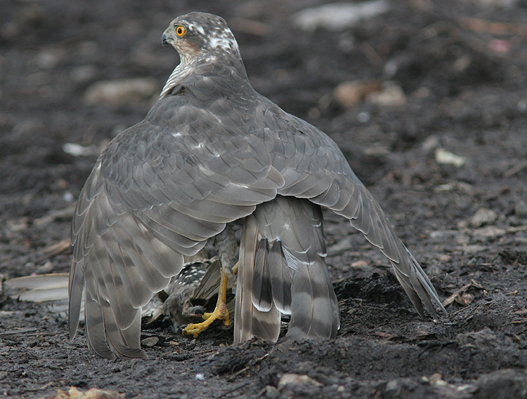 Accipiter nisus