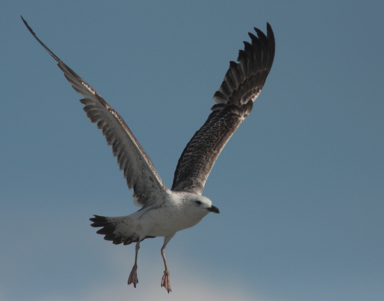 Larus (f.) heuglini