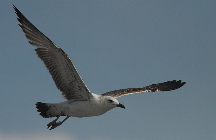 Larus (f.) heuglini