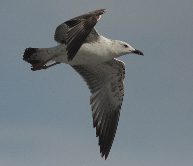 Larus (f.) heuglini