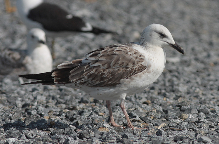 Larus (f.) heuglini