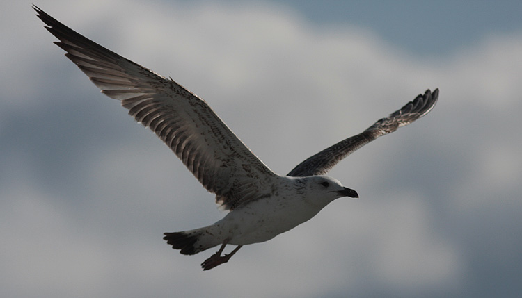 Larus (f.) heuglini