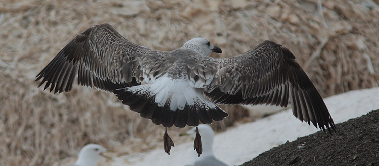 Larus (f.) heuglini