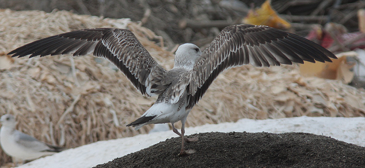 Larus (f.) heuglini