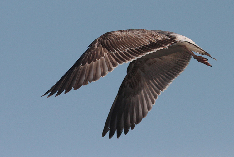 Larus (f.) heuglini