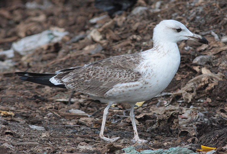 Larus fuscus