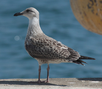 Larus michahellis