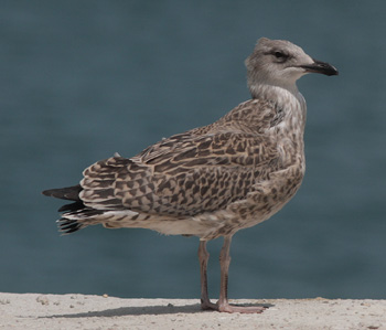 Larus michahellis