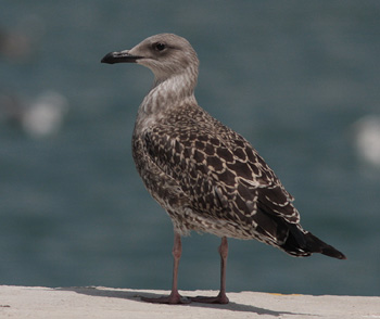 Larus michahellis