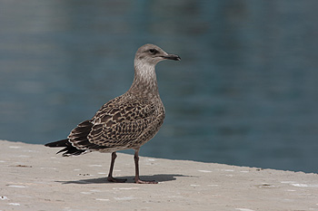 Larus michahellis