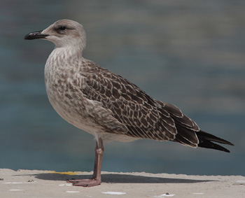 Larus michahellis