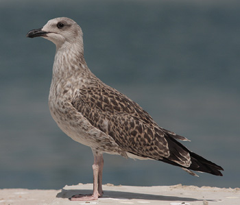 Larus michahellis
