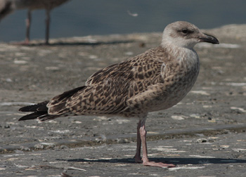 Larus michahellis