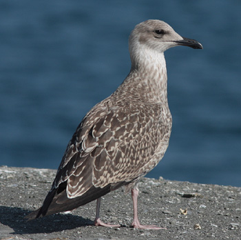 Larus michahellis