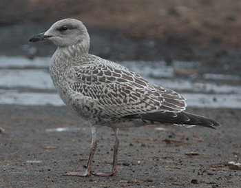 Larus argentatus
