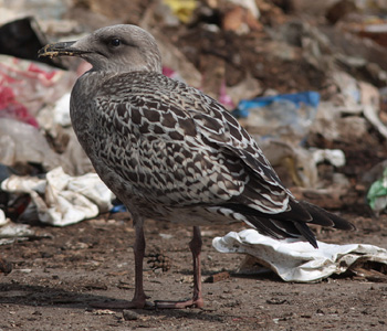 Larus argentatus