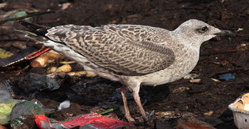 Larus argentatus