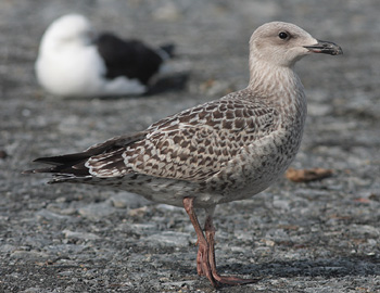 Larus argentatus