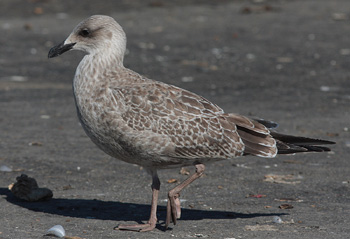 Larus argentatus