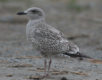 Larus argentatus