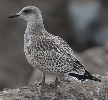 Larus argentatus